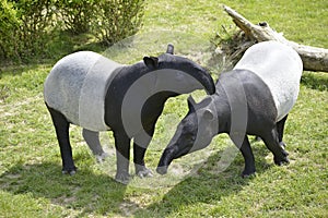 Malayan tapirs on grass