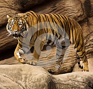 Malayan Tiger