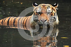 Malayan Tiger (Panthera Tigris Jacksoni)