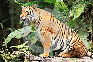 Malayan Tiger