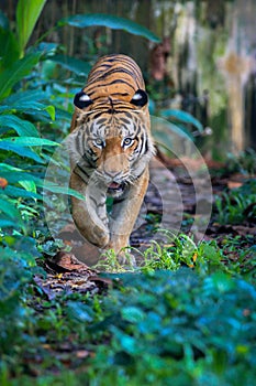 The Malayan Tiger