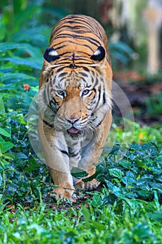 The Malayan Tiger