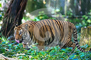 The Malayan Tiger