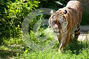 Malayan tiger