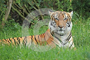 Malayan tiger photo