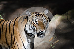 Malayan tiger