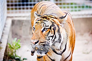 Malayan tiger