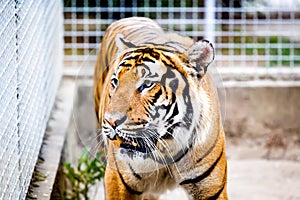 Malayan tiger