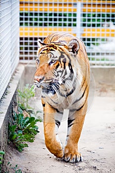 Malayan tiger