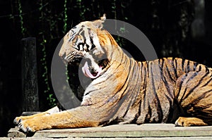 Malayan tiger