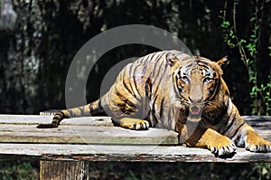 Malayan tiger