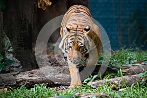 Malayan Tiger