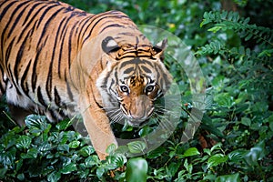 Malayan Tiger