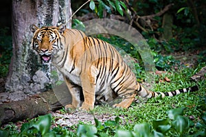 Malayan Tiger