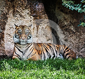 Malayan Tiger