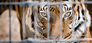 Malayan Tiger in Cage
