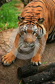 Malayan Tiger Close-up