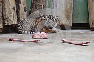 Malayan tiger cub