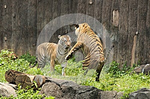 Malayan Tiger fighting each other