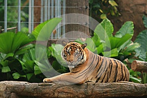 Malayan Tiger King Chin-Down