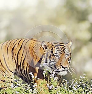 Malayan Tiger Male