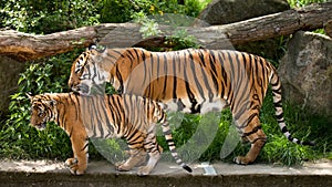 Malayan tiger, mother with kitten