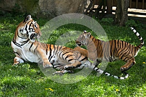 Malayan tiger, mother with kitten