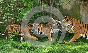 Malayan tiger, mother with kittens