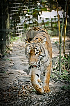 Malayan Tiger Naples Zoo Florida