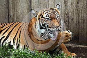 Malayan tiger (Panthera tigris jacksoni).