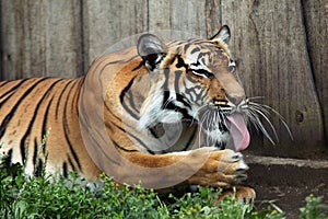 Malayan tiger (Panthera tigris jacksoni).