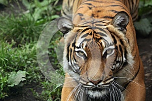 Malayan tiger (Panthera tigris jacksoni).