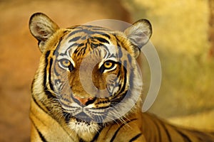 The Malayan tiger Panthera tigris jacksoni, Malayan harimau, portrait of an adult female. Head of a rare tiger on a yellow
