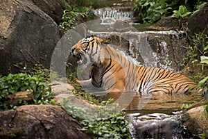 The Malayan Tiger (Panthera Tigris) photo