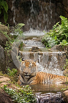 The Malayan Tiger (Panthera Tigris) photo