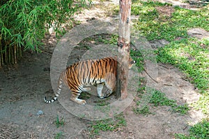 The Malayan tiger (Panthera tigris tigris) wis a tiger population in Peninsular Malaysia