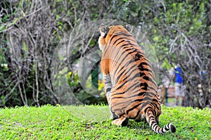 Malayan Tiger Peeing