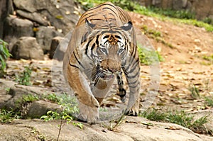 Malayan Tiger prowling