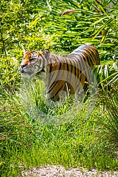 Malayan Tiger Walking through high grass of Rainforest, Panthera tigris tigris