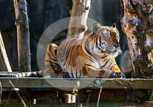 Malayan tiger . Wildlife animal.