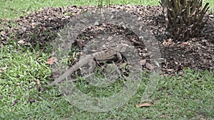 Malayan water monitor Varanus salvator