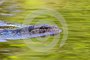 Malayan Water Monitor, Varanus salvator, swimming