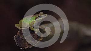 Malayan White-lipped Tree Frog Chalcorana labialis sitting on tree branch in jungle. Night safari in tropical rainforest