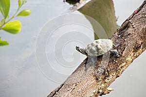 Malayemys turtle sunbathing