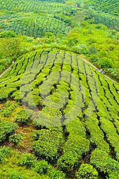 Cameron valley malaysia tea plantations panorama with workers on