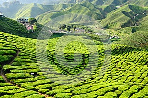 Malaysia, Cameron Highlands