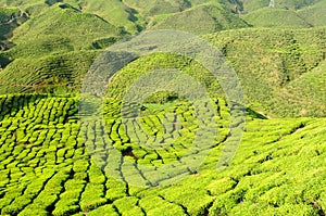 Malaysia, Cameron Highlands, Tea plantation photo