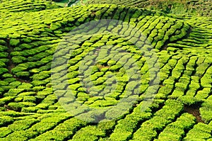 Malaysia, Cameron Highlands, Tea plantation