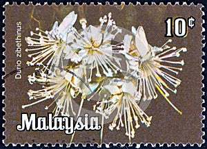 MALAYSIA - CIRCA 1979: A stamp printed in Malaysia shows Durio zibethinus flower, circa 1979.