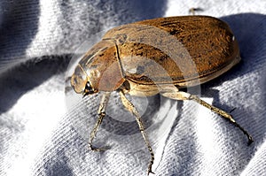 Malaysia, langkawi: Brown coleoptera